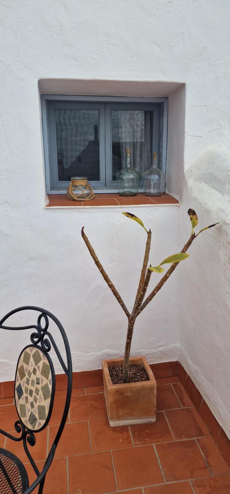 La Casa De Abuela Habitaciones Con Bano Compartido En El Casco Historico De Frigiliana "Solo Adultos" المظهر الخارجي الصورة